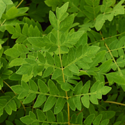 Hardy Fern Osmunda regalis